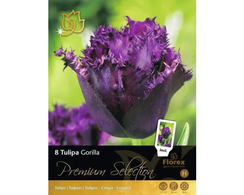 Pachet de bulbi de lalele Tulipa Gorilla cu lalele violet, franjurate