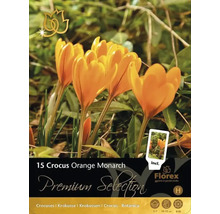 Pachet crocuși Orange Monarch cu 15 bucăți