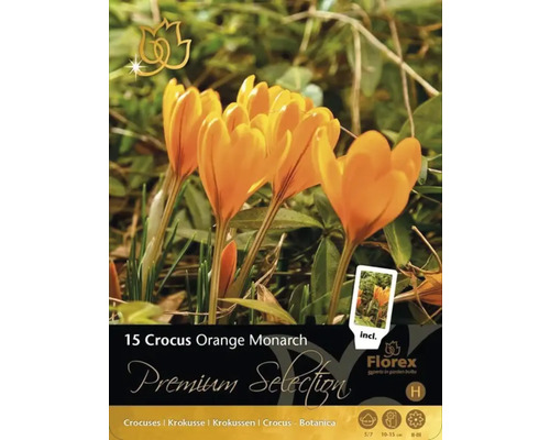 Pachet crocuși Orange Monarch cu 15 bucăți