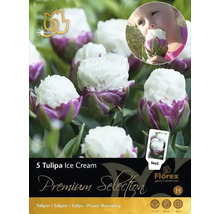 Pachet cu cinci bulbi de lalea Ice Cream
