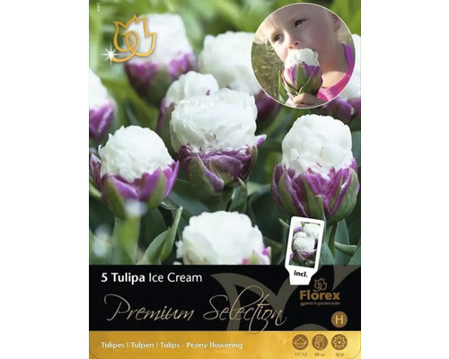 Pachet cu cinci bulbi de lalea Ice Cream