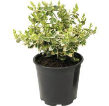 Plantă de gard viu plantată în ghiveci cu frunze variegate verde și alb