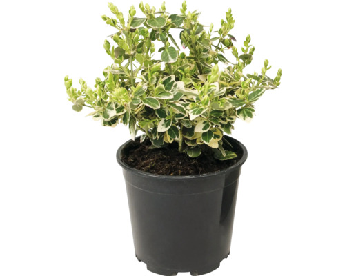Plantă de gard viu plantată în ghiveci cu frunze variegate verde și alb
