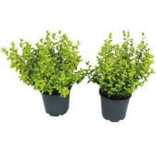Două plante de ligustrum în ghiveci