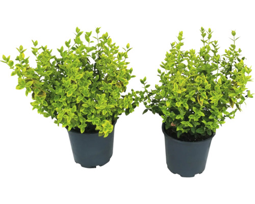 Două plante de ligustrum în ghiveci