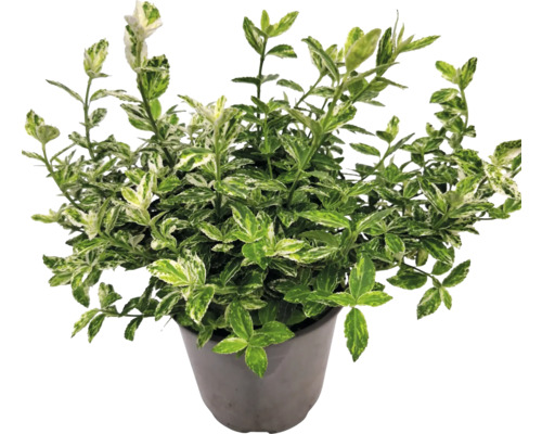 Fusar cu frunze verzi și albe în ghiveci