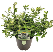 Euonymus Harlequin în ghiveci