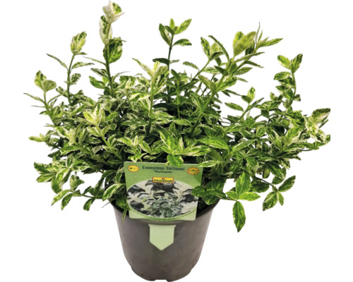 Euonymus Harlequin în ghiveci