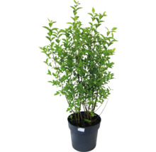 Plantă în ghiveci