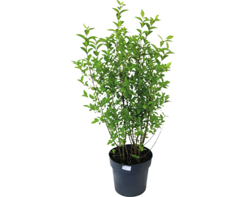 Plantă în ghiveci