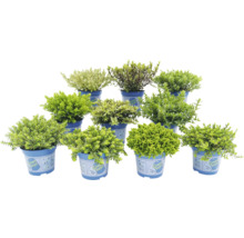 Mai multe plante cu flori în ghivece pentru exterior