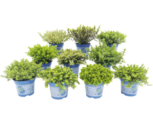 Mai multe plante cu flori în ghivece pentru exterior