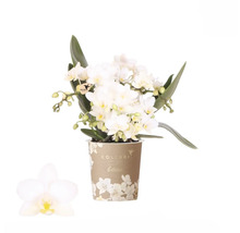 Orhidee albă în ghiveci