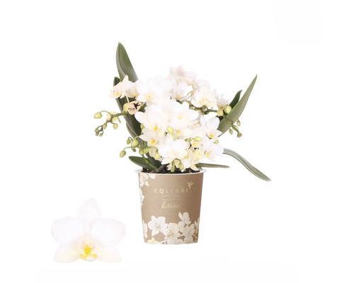 Orhidee albă în ghiveci