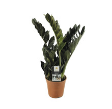 Zamioculcas Raven plantă de apartament în ghiveci
