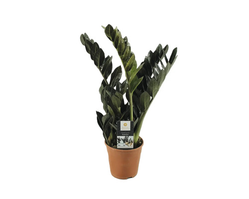 Planta ZZ Raven FloraSelf Zamioculcas 'Raven' H 60-70 cm ghiveci Ø 14 cm Zamioculcas Raven plantă de apartament în ghiveci