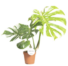 Plantă de interior Monstera în ghiveci cu frunze pestrițe