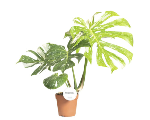 Plantă de interior Monstera în ghiveci cu frunze pestrițe