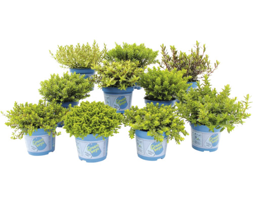 Mai multe plante la ghiveci din specia Caprifoi arborescent în ghivece albastre