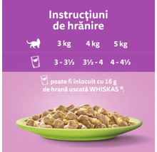 Instrucțiuni de hrănire pentru pisici