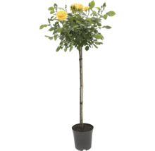 Plantă ornamentală de trandafir galben în ghiveci