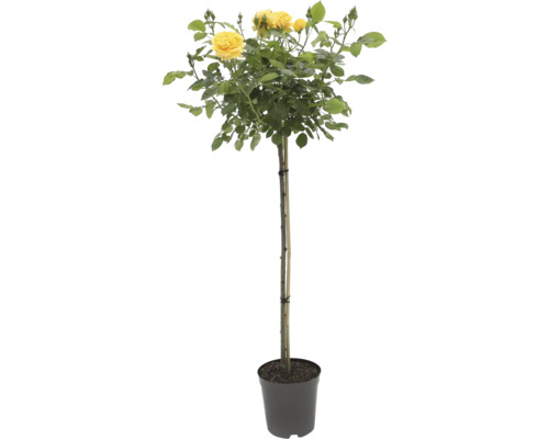 Plantă ornamentală de trandafir galben în ghiveci