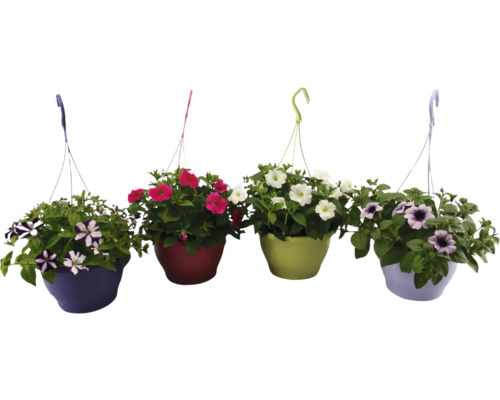 Patru ghivece suspendate de petunii de culori diferite, cu flori colorate