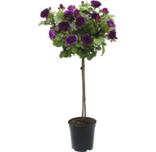 Trandafir pe tulpină cu flori violet într-un ghiveci