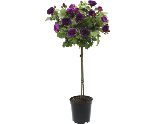 Trandafir pe tulpină cu flori violet într-un ghiveci