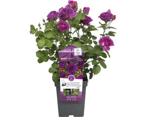 Trandafir Minerva în ghiveci