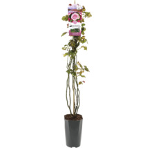 Trandafir în ghiveci cu etichetă de plantă