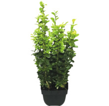 Buxus în ghiveci
