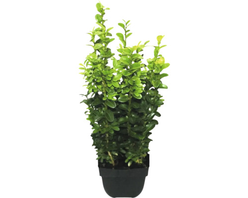 Buxus în ghiveci