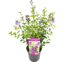 Liliac pitic înflorit în ghiveci