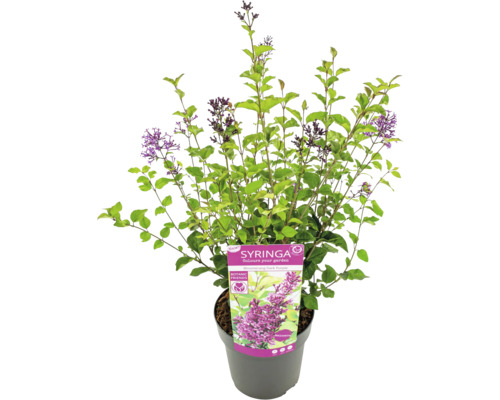 Liliac pitic înflorit în ghiveci