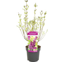 Liliac tânăr ''Boomerang Dark Purple'' în ghiveci