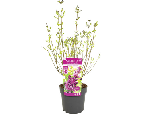 Liliac tânăr ''Boomerang Dark Purple'' în ghiveci