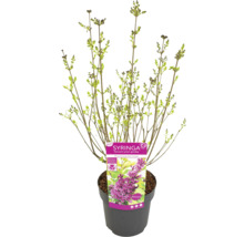 Plantă tânără Syringa în ghiveci cu etichetă