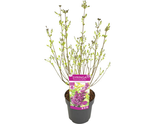 Plantă tânără Syringa în ghiveci cu etichetă