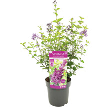 Arbust ornamental Syringa în ghiveci