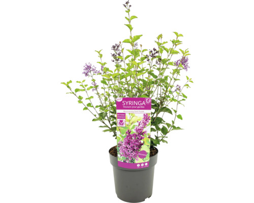 Arbust ornamental Syringa în ghiveci