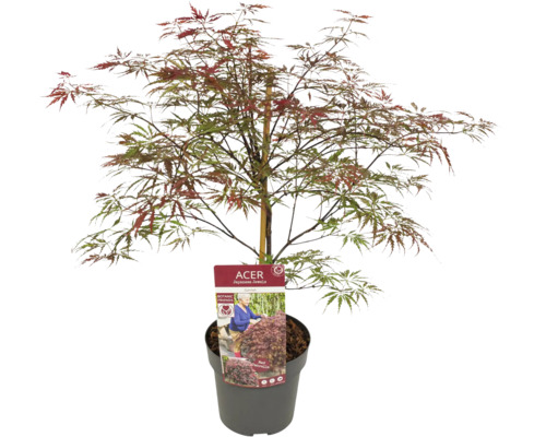 Arțar japonez în ghiveci