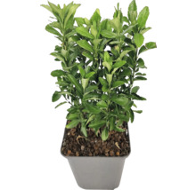 Arbore de fus cultivat în ghiveci cu frunze verzi pentru exterior.