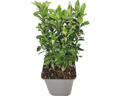Arbore de fus cultivat în ghiveci cu frunze verzi pentru exterior.