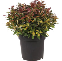 Photinia în ghiveci