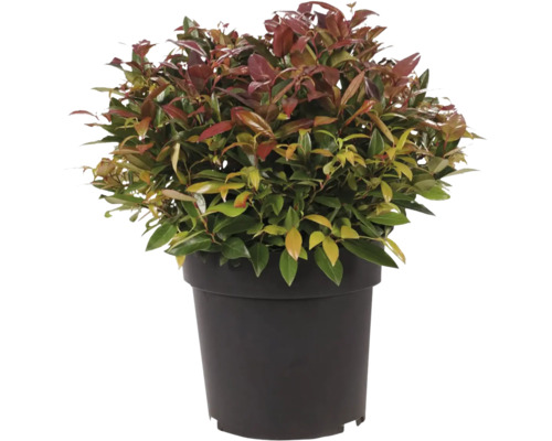 Photinia în ghiveci
