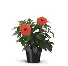 Hibiscus la ghiveci cu flori roșii