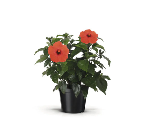 Hibiscus la ghiveci cu flori roșii