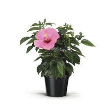 Hibiscus în ghiveci cu floare și frunze