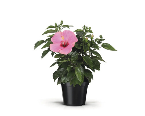 Hibiscus în ghiveci cu floare și frunze